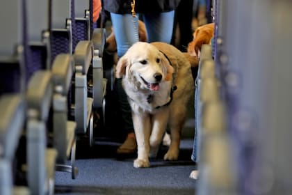 El Departamento de Transporte de EE.UU. precisó que solo los perros pueden subir a los aviones con sus dueños y deben estar entrenados para ayudar a una persona con discapacidad