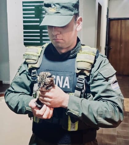 Efectivos de Gendarmería Nacional fueron alertados por una vecina, quien manifestó observar a varios perros atacar a un animal de pequeño porte