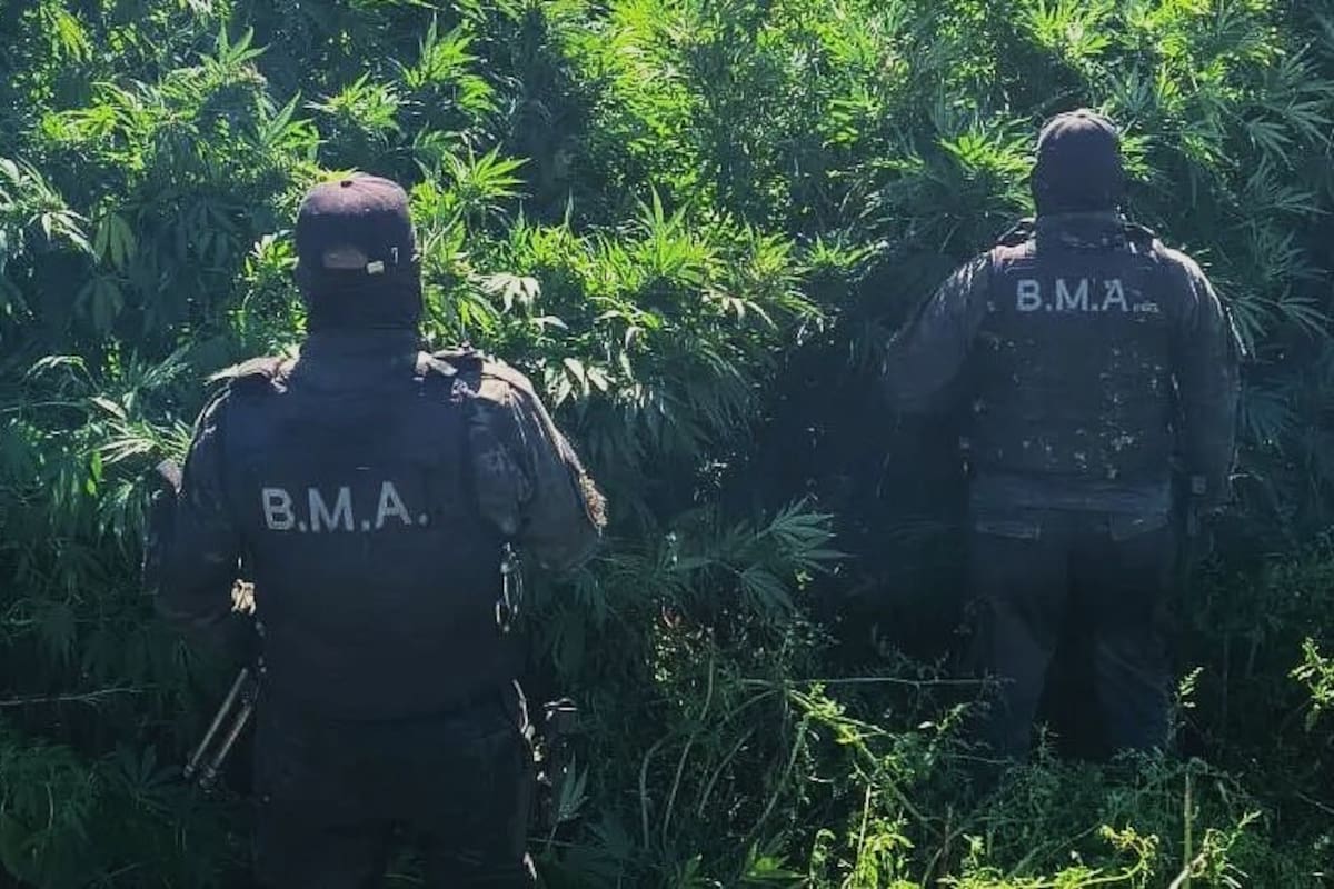 Efectivos de la Brigada Motorizada de Apoyo de la Policía de Río Negro en la plantación de marihuana descubierta en una isla cercana a la localidad de Lamarque