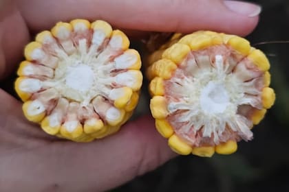 Efectos de la spiroplasma kunkelii en el maíz