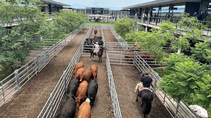 Eiras destacó que el Mercado Agroganadero (MAG) no mostró un ingreso elevado de animales y que esta dinámica debería reflejarse en el indicador oficial con una desaceleración del rubro carne