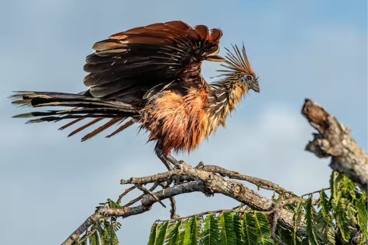 Ejemplar de hoatzin