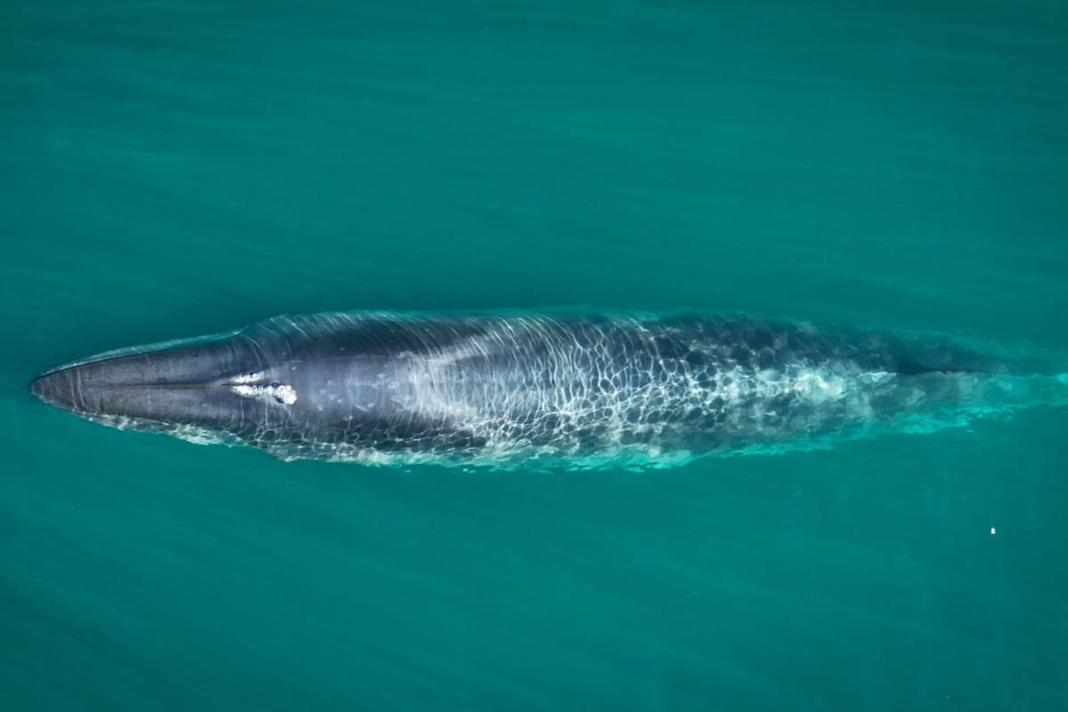 Ejemplar de ballena sei en el Golfo San Jorge, una especie que volvió a registrarse en la región tras casi un siglo de ausencia