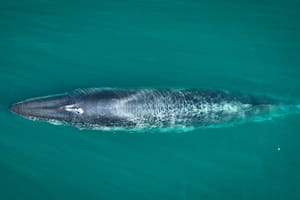 Ejemplar de ballena sei en el Golfo San Jorge, una especie que volvió a registrarse en la región tras casi un siglo de ausencia
