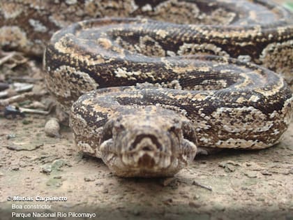 Ejemplar de boa de las vizcacheras o lampalagua, una serpiente constrictora no venenosa que puede superar los tres metros de longitud y habita principalmente en el norte y centro de la Argentina