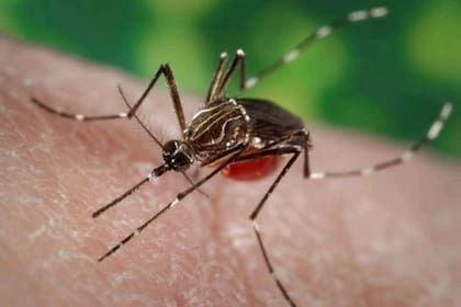 Ejemplar de mosquito Aedes aegypti, el vector del virus del dengue