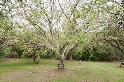 Ejemplar de tymbó en la Reserva Parque del Este.