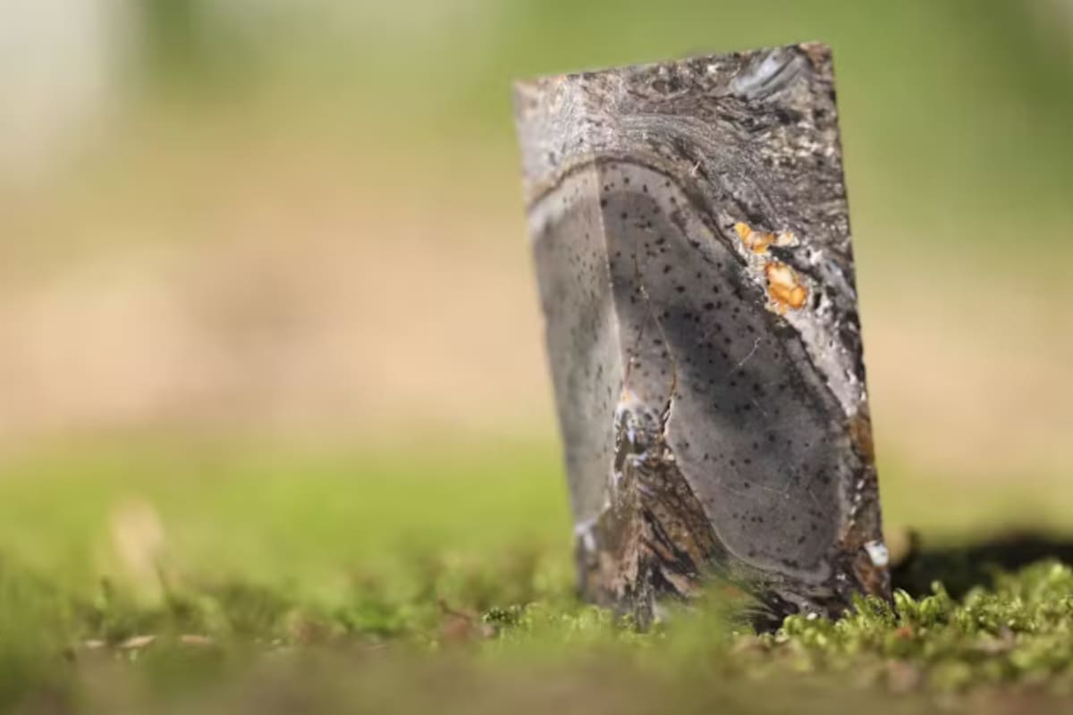 Ejemplar fósil de Prototaxites taiti sobre una superficie musgosa, similar al paisaje del Devónico Inferior. Foto: Laura Cooper/Universidad de Edimburgo.