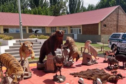 Ejemplares de diversas especies, algunas en peligro de extinción, fueron encontradas en poder del ciudadano oriundo de Buenos Aires