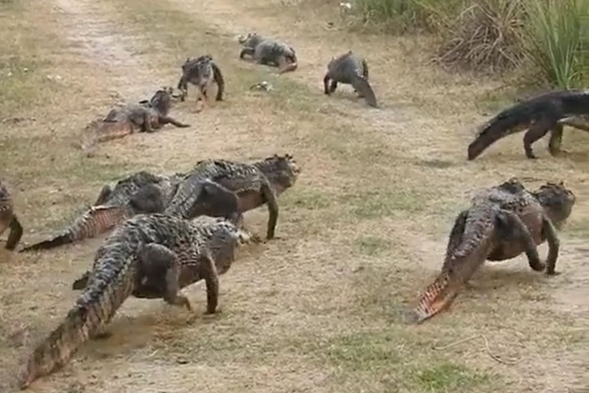 “Ejemplares de Yacaré con sus crías se desplazan escapando de las llamas que azotan en zona del Portal Cambyreta en Corrientes” explicaba Luis Martínez en el posteo