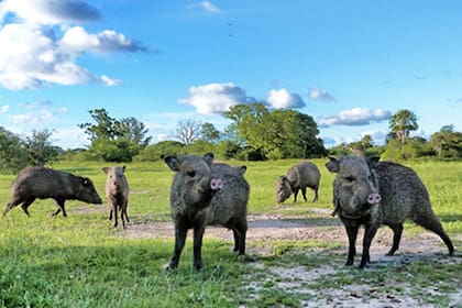 Ejemplares del pecarí de collar, una especie extinta en Corrientes, fueron trasladados a los Esteros del Iberá