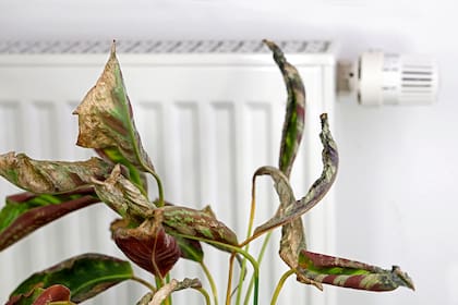 Um exemplo de Calathea com danos no radiador