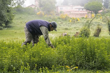 El 100% de lo plantado responde a pautas de agricultura biodinámica. Cada año se envía a los laboratorios de Buenos Aires una producción de tres mil kilos.