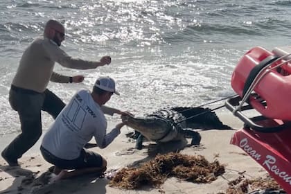 El 12 de octubre, MyFWC Florida Fish and Wildlife recibió llamadas sobre un caimán en la playa de Delray Beach