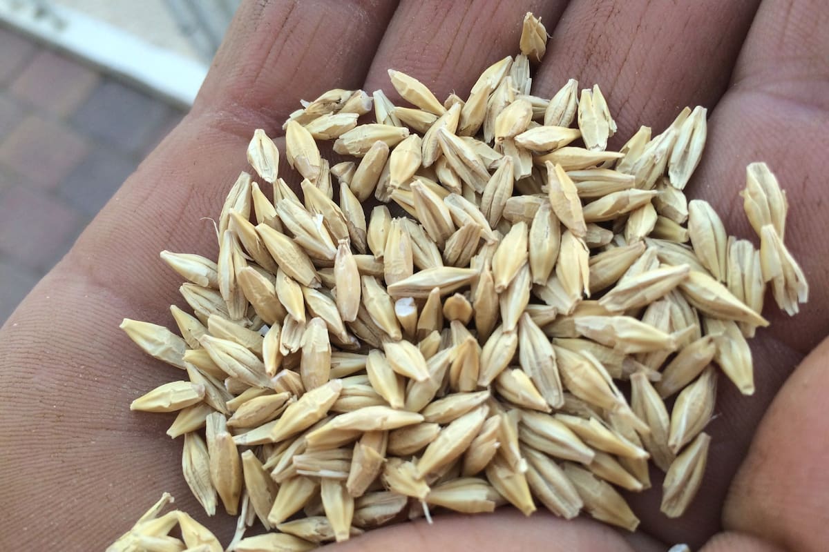 El 14 de agosto es el Día del Cerealista en la Argentina