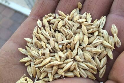 El 14 de agosto es el Día del Cerealista en la Argentina