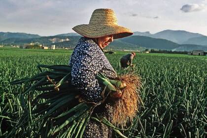 El 15 de octubre se celebra el Día Internacional de las Mujeres Rurales con el fin de empoderar a este sector y visibilizar el gran labor de su área.
