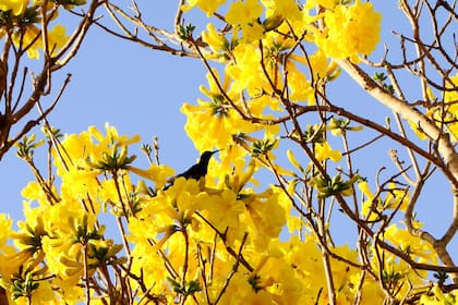 El 21 de septiembre se festeja el Día de la Primavera en la Argentina