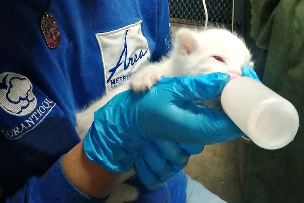 El 23 de diciembre de 2021, cuando la ocelote llegó al parque de conservación, pesaba poco más de 400 gramos; se pensó que era una gatita