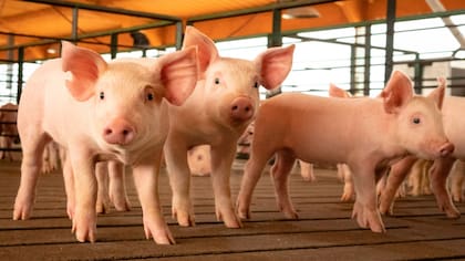 El 23% del total del financiamiento del BICE fue para productores porcinos