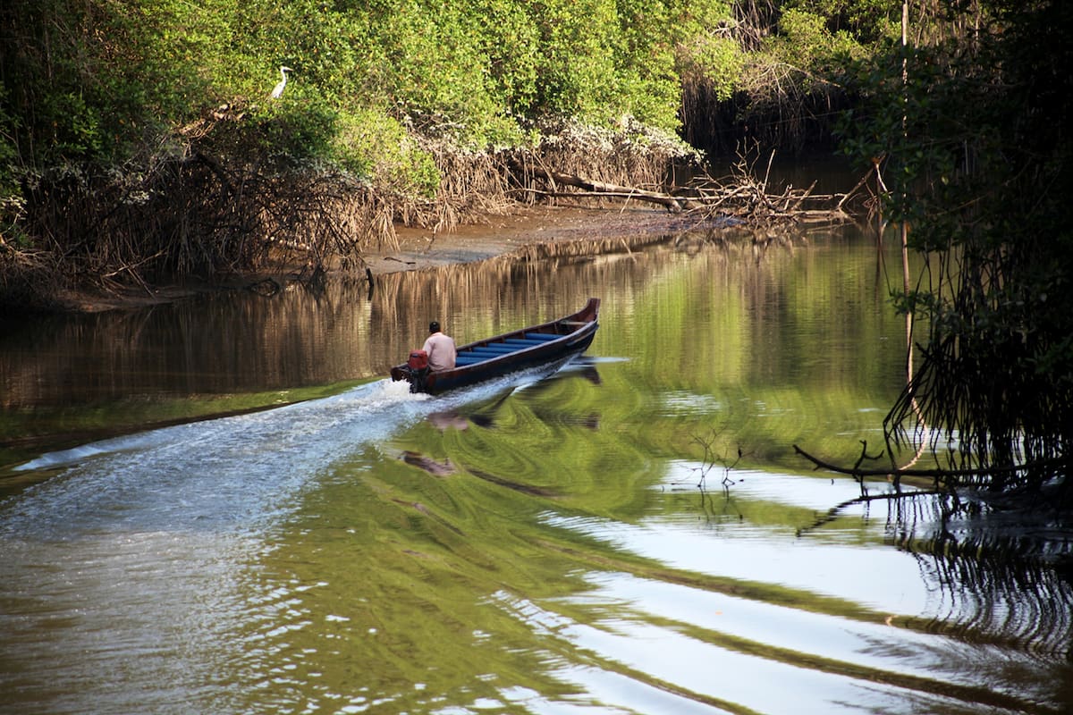 El 26 de julio es el Día de la Protección del Ecosistema Manglar