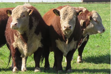 El 3 de noviembre de 1924 nacía en la Argentina la entidad de criadores de la raza británica