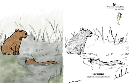 El carpincho