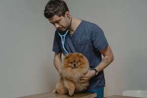 Por qué se celebra hoy el Día del Veterinario