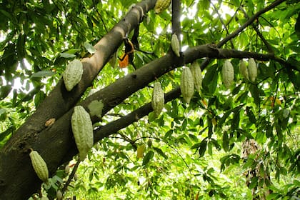 El 7 de julio se destacan los beneficios del cacao, uno de los principales ingredientes del chocolate