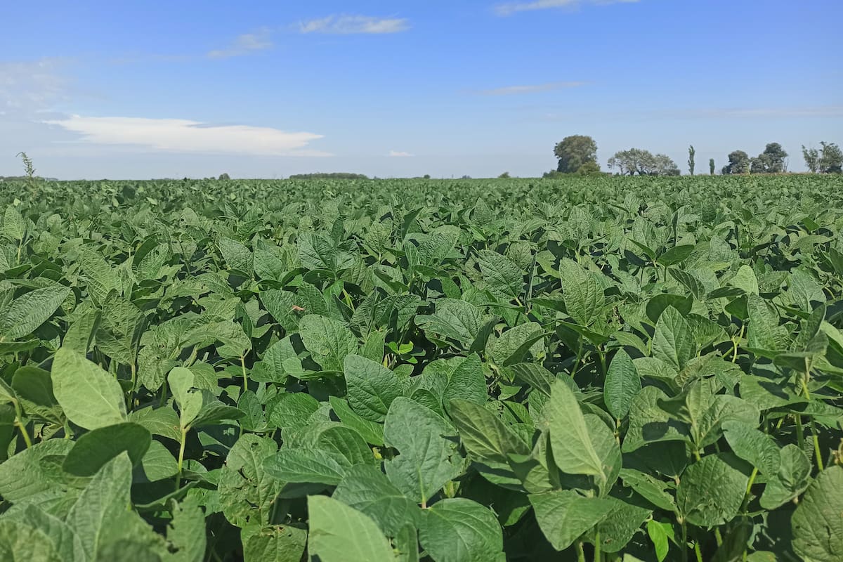 El 70% de la superficie total se produce en campo alquilado y el 30% en campo propio