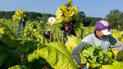 El 70% de los trabajadores agrícolas de EE.UU. son inmigrantes, muchos de ellos indocumentados