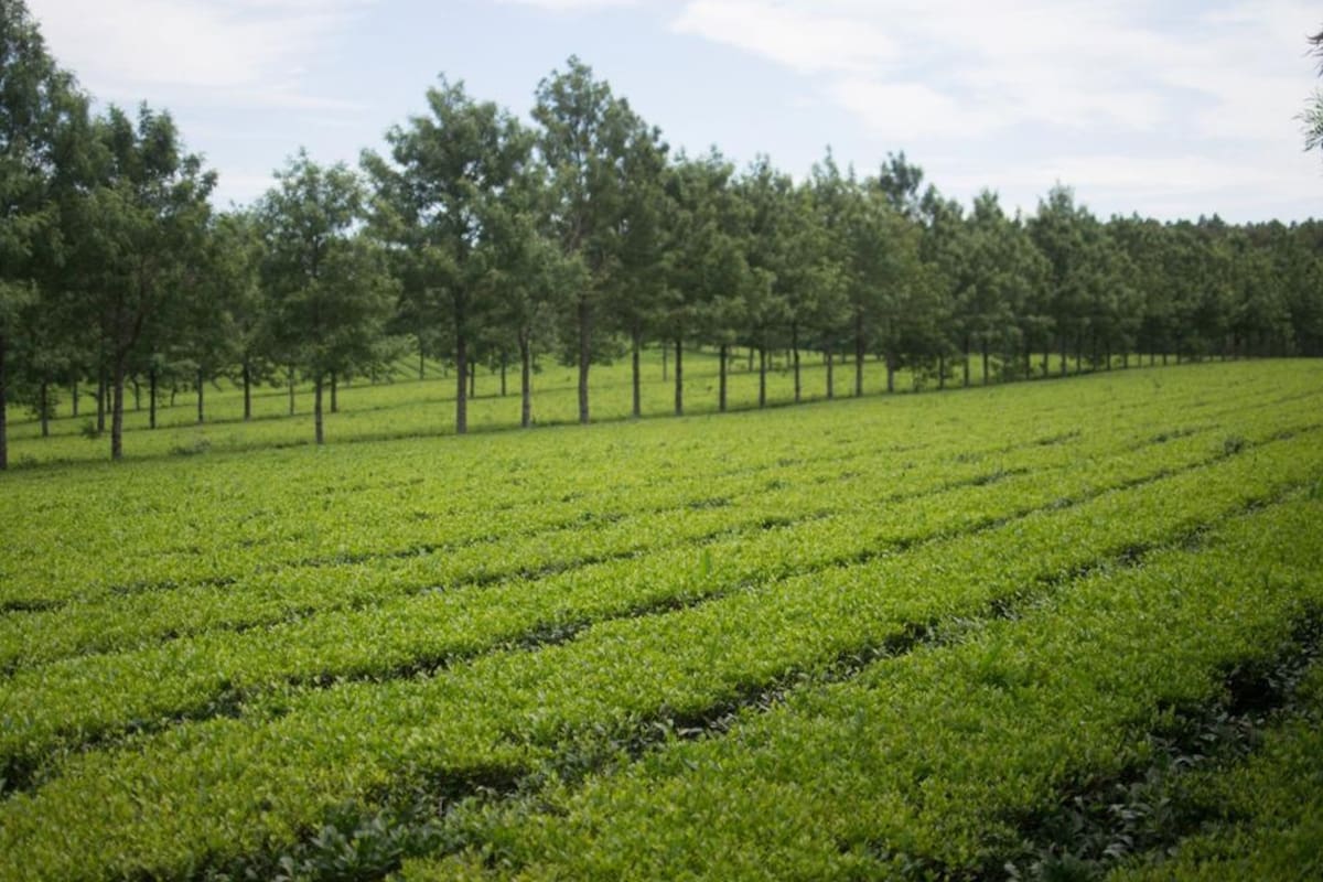 El 70% del té argentino va a Estados Unidos