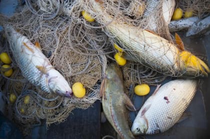 "El 75% de los pescadores abastece a frigoríficos, mientras que el 25% restante vende al mercado interno, que actualmente está colapsado y sin ventas”, justificó la protesta Jesús Pérez, presidente de la Asociación de Pescadores de Santa Fe