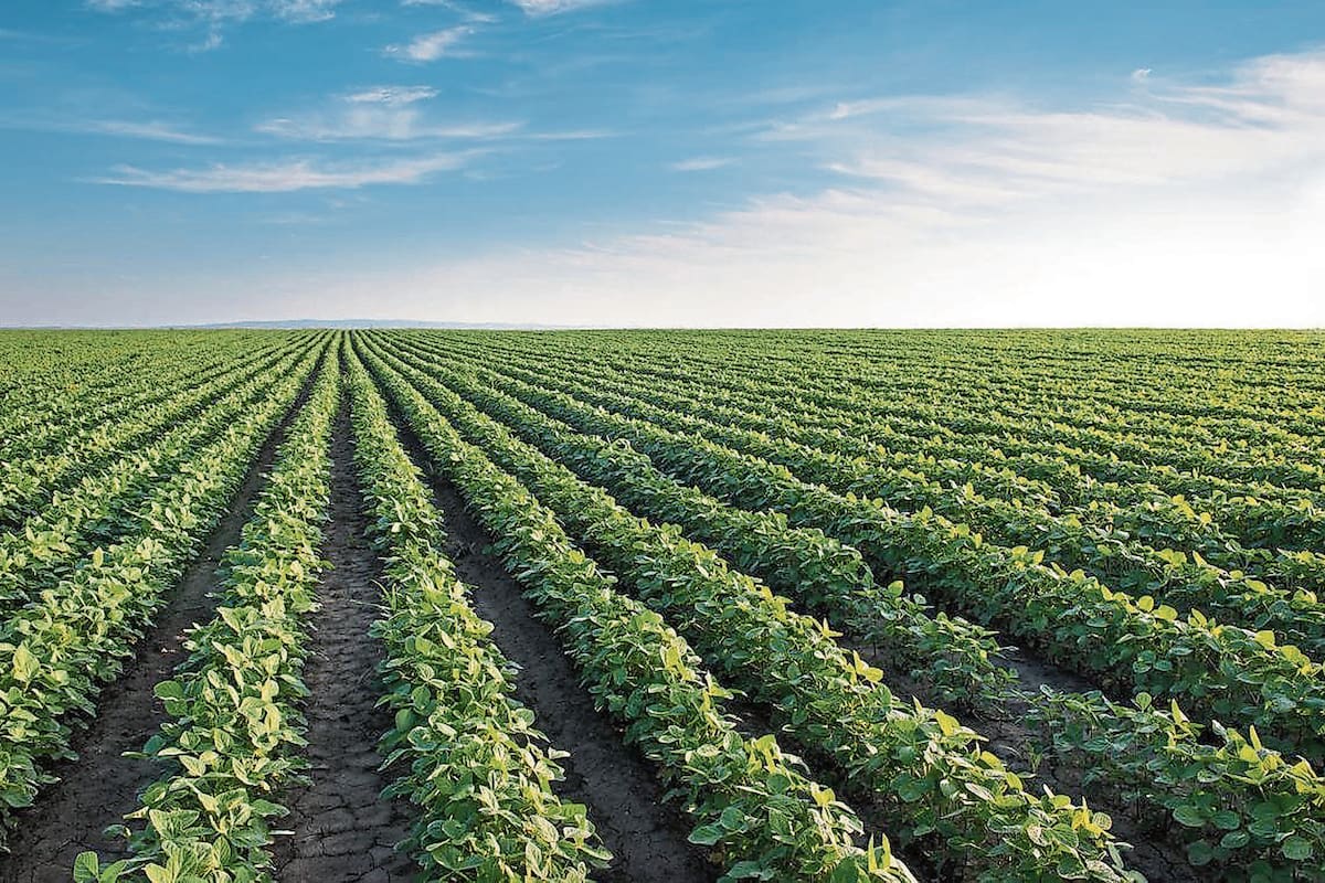 El 75% del maíz temprano y el 50% de la soja de primera están entre muy buenos a excelentes