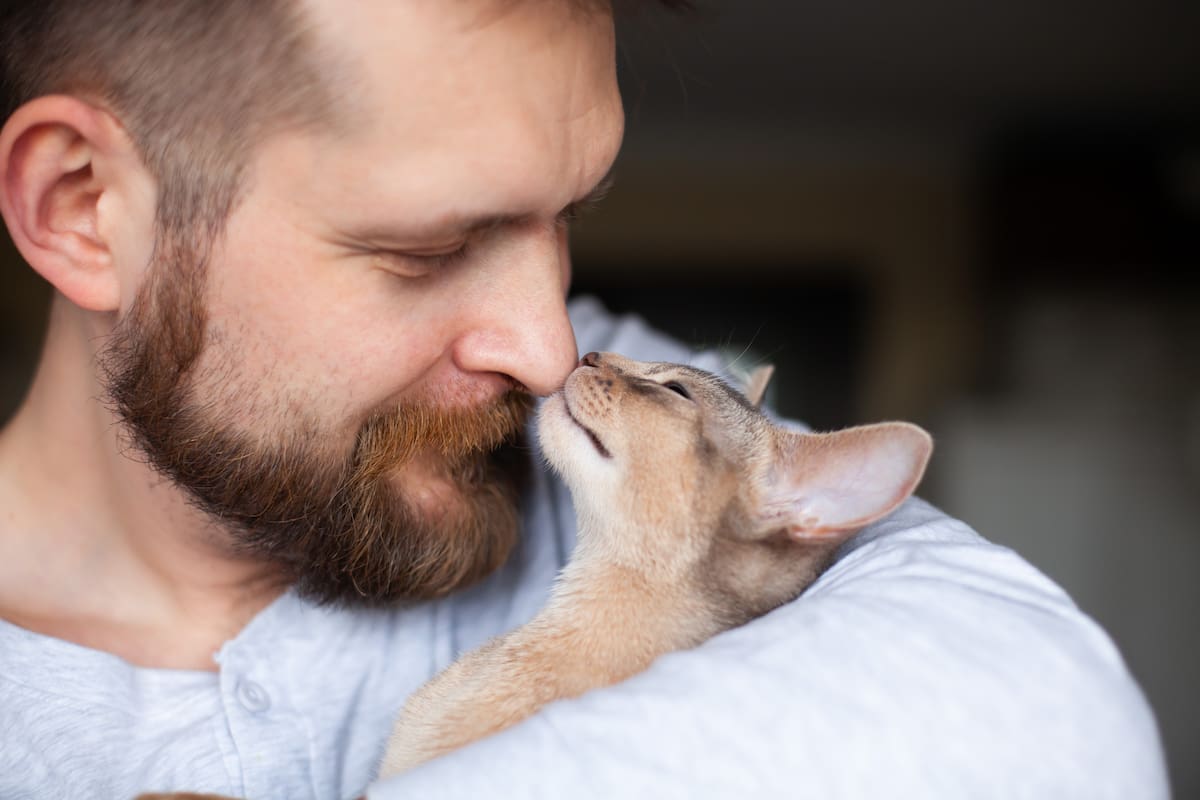 El 8 de agosto es el Día del Gato en todo el mundo