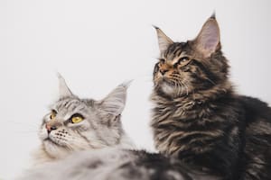 El 8 de agosto se celebra el día del gato
