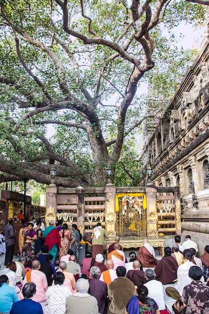El 8 de diciembre es el Día del Bodhi, y miles de peregrinos se sientan bajo sus ramas a meditar