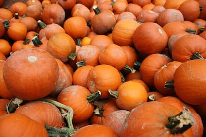 El 80% de la cosecha de calabazas se lleva a cabo en otoño y por eso se usan en las celebraciones de Halloween (Pexels/Inna Heasley)