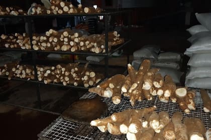 El 80% de la producción de mandioca se destina a la industrialización y solo un 20% al consumo en fresco