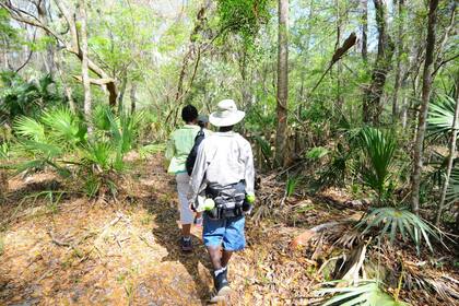 El 80% de las especies exóticas en Florida ingresó por el comercio legal de animales vivos, según datos de la FWC