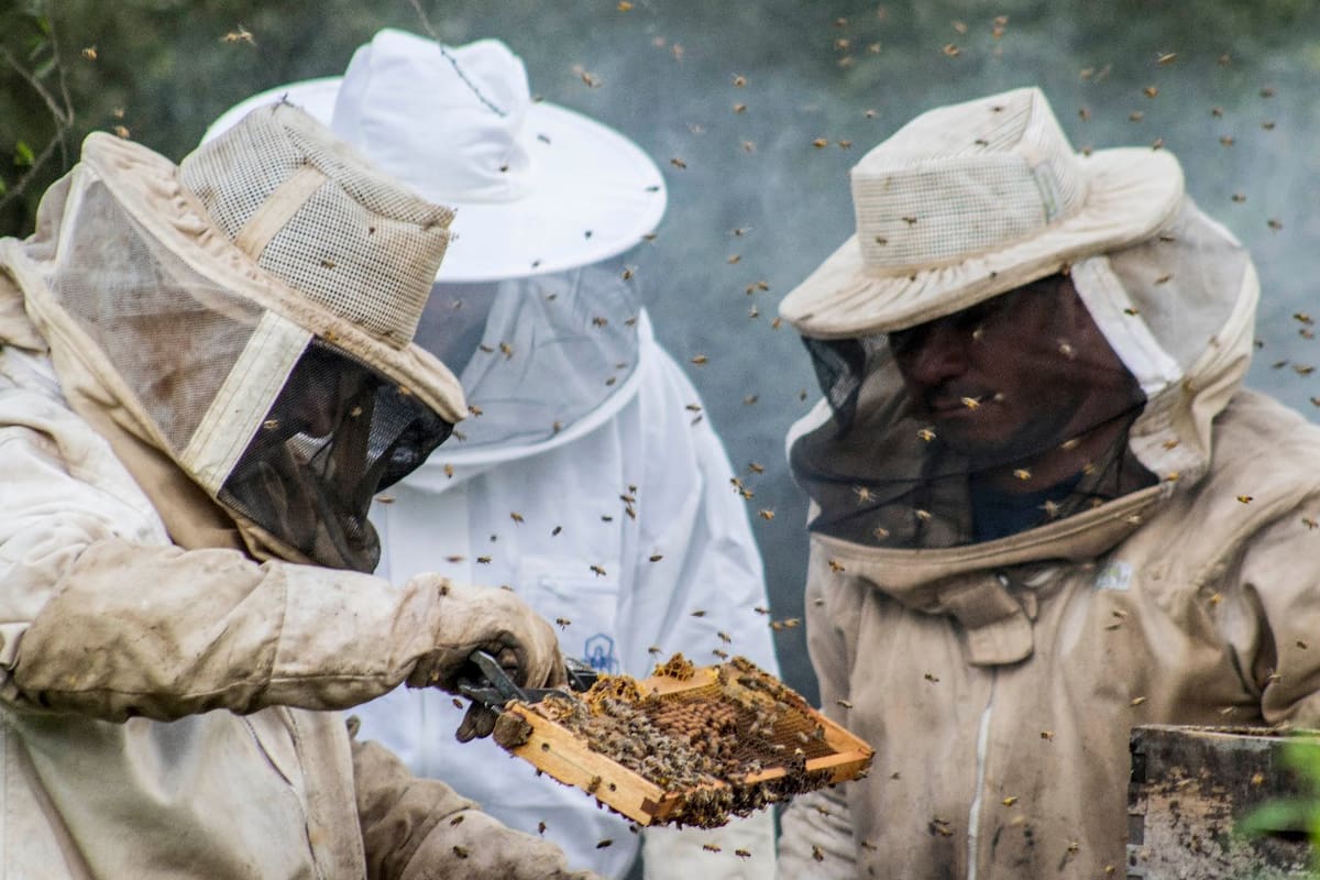 El 85% de las 200 toneladas anuales de orgánica que producen en la red propia y de las 600 que compran a apicultores no asociados se vende a Europa.