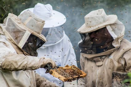 El 85% de las 200 toneladas anuales de orgánica que producen en la red propia y de las 600 que compran a apicultores no asociados se vende a Europa.