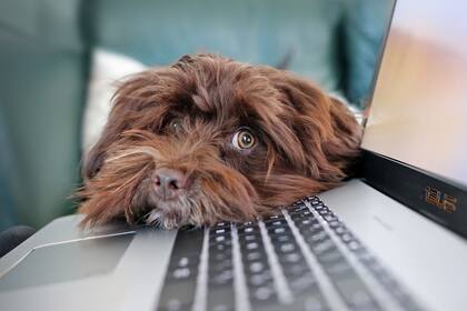 El 86% de los propietarios observó cambios negativos en el comportamiento del perro sobreviviente