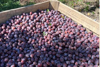 El 95% de la producción se exporta