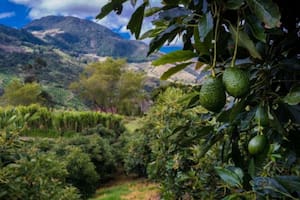 El 95% de los aguacates que se consumen hoy en día son de la variedad Hass