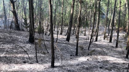 El 95% de los incendios son causados por actividades humanas
