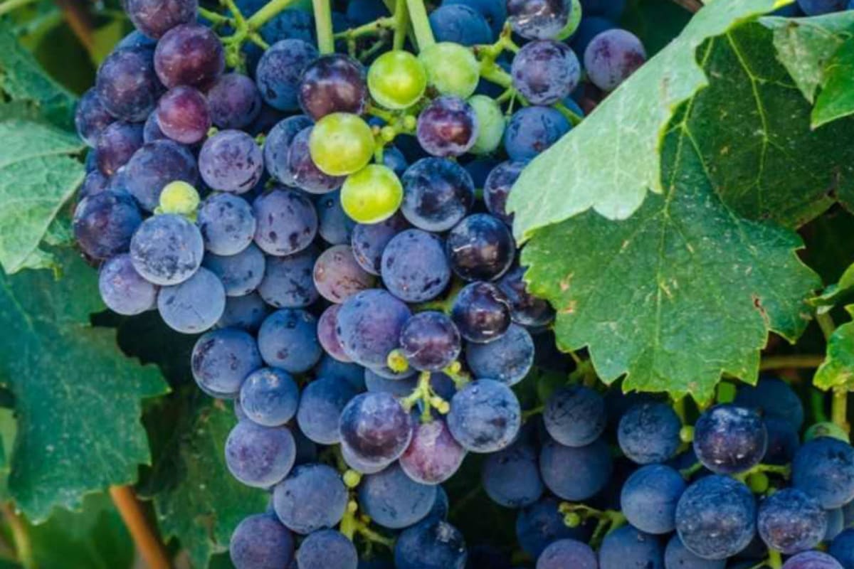 El 95% de los vinos certificados como orgánicos a partir de los viñedos se exportan