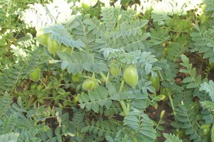 El 98% de la producción de Córdoba se exporta