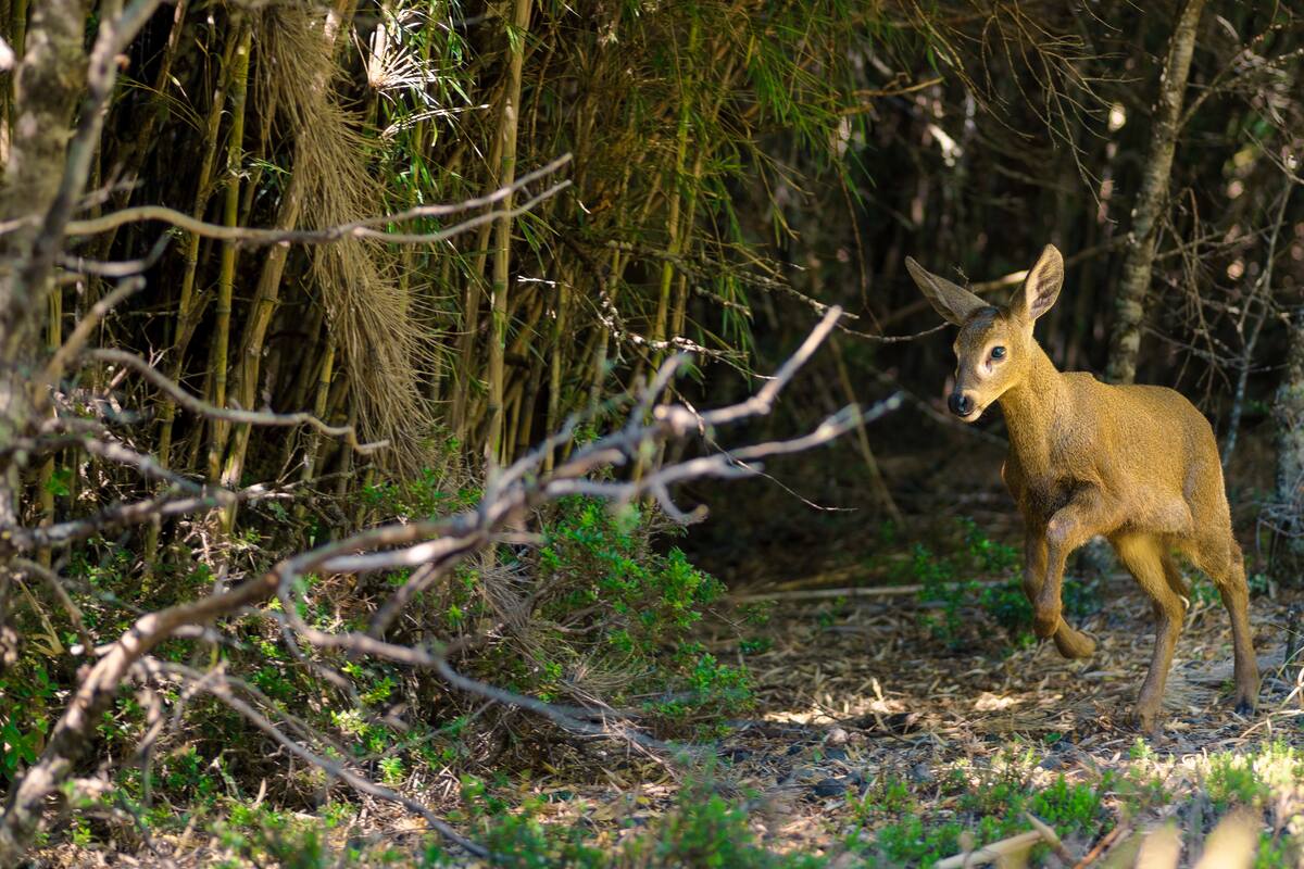 El huemul