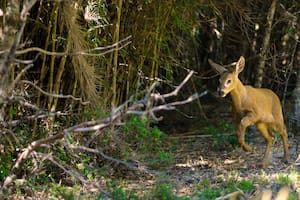 El huemul